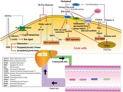 Immune modulation of gut microbiota and its metabolites in chronic hepatitis B